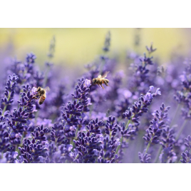 Lavender honey, 125 g -  IGP Provence et Label Rouge