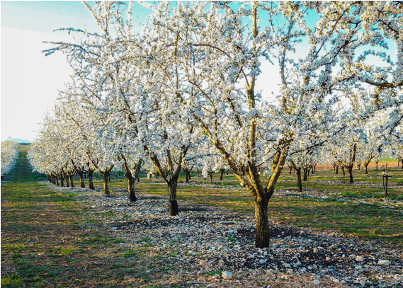 Champ d’amandiers en fleur à Valensole, Provence