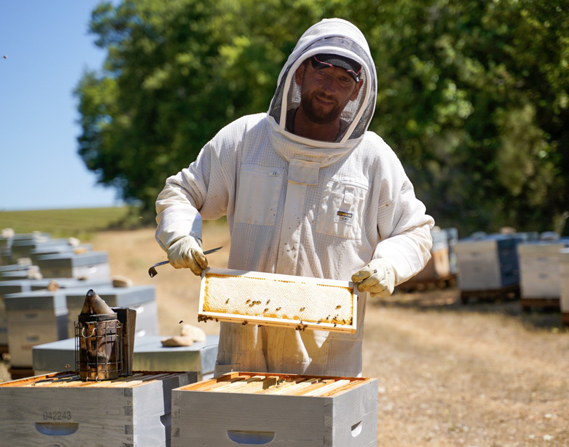 Apiculteur récoltant le miel à Valensole, Provence