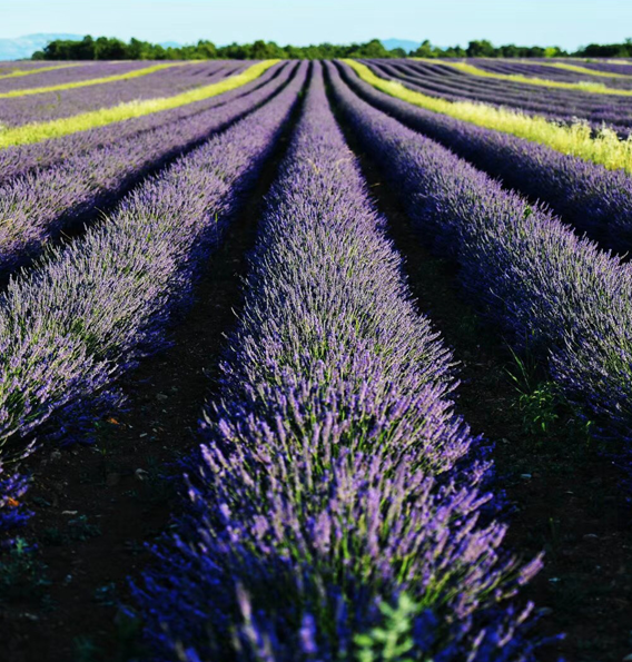 Champs de lavande en fleurs sur le plateau de Valensole