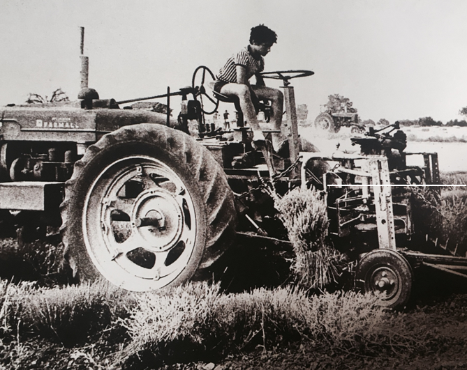 Jean-Pierre Jaubert sur son tracteur en 1964 à Valensole