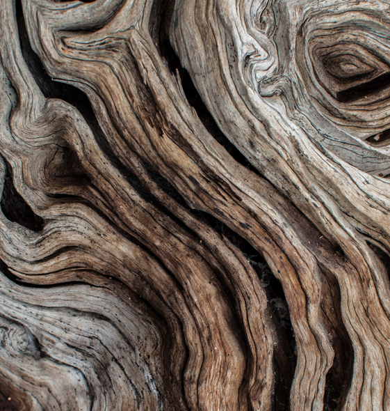 Bois d’olivier de Provence utilisé dans les produits Terraroma